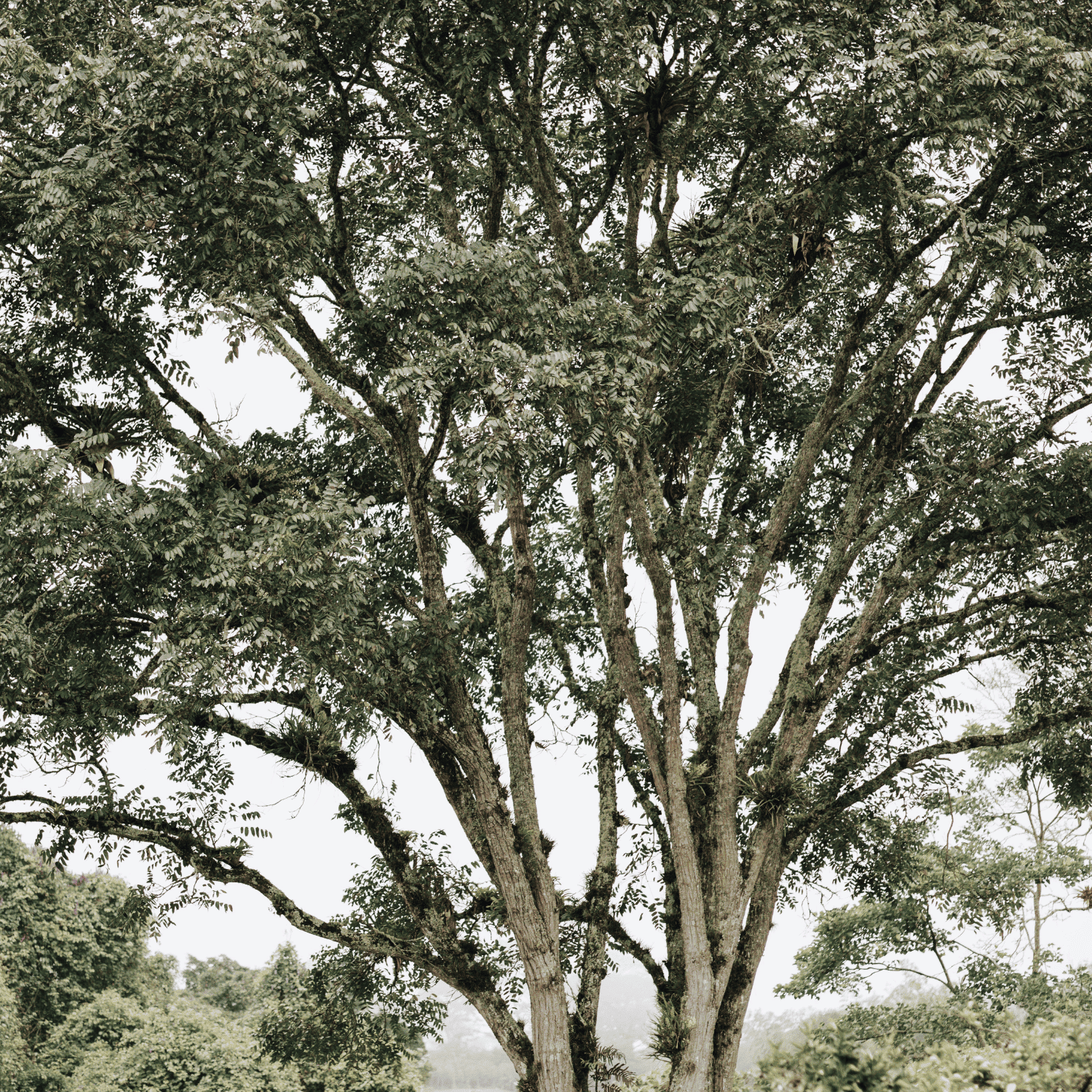 Membresia Arbol REd Colombiana de Restauración Ecológica