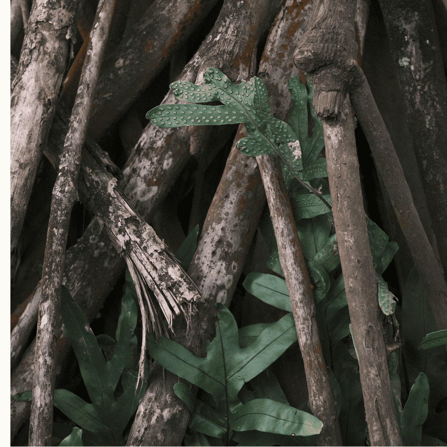 Membresia Raiz Red Colombiana de Restauración Ecológica