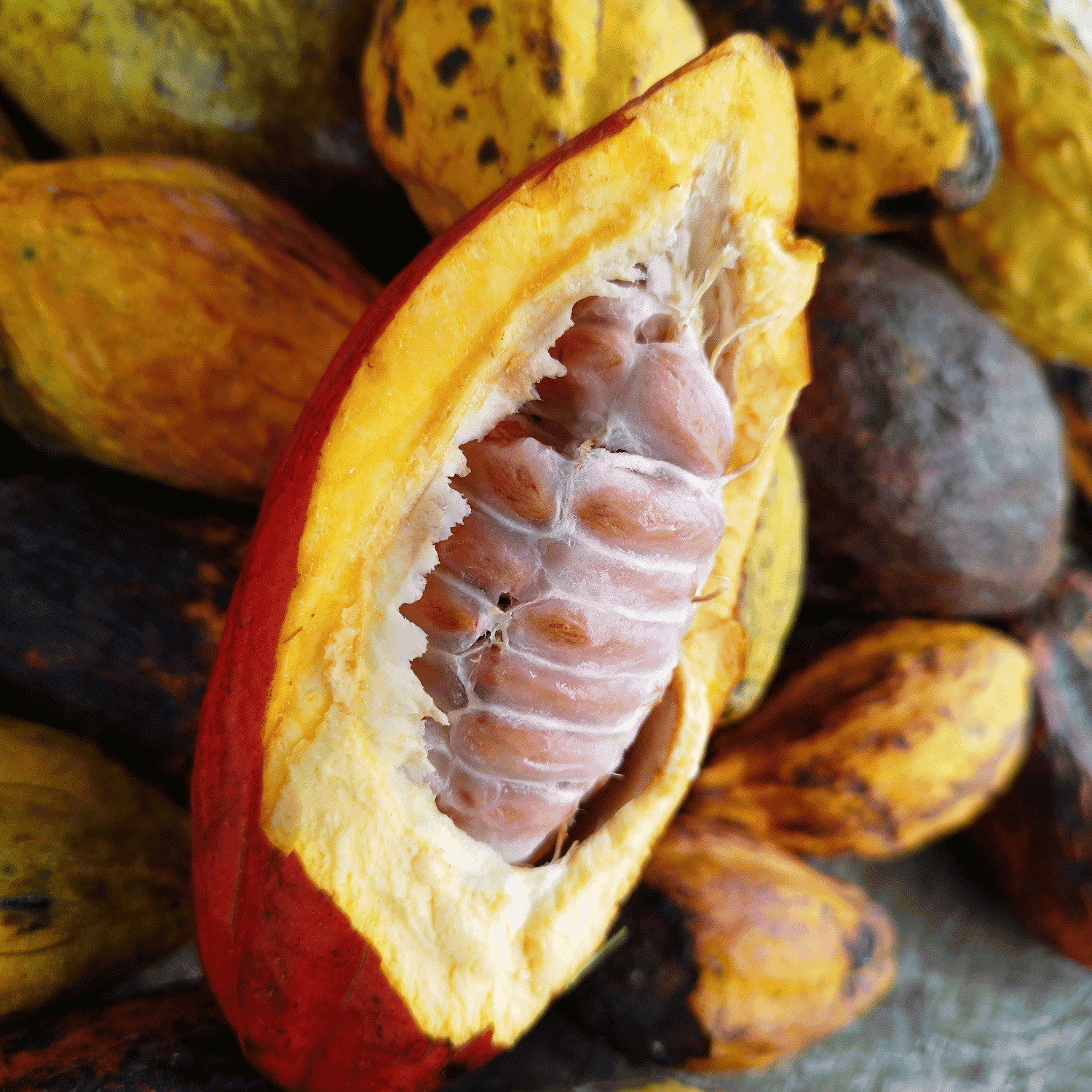 Membresia Semilla, Red Colombiana de Restauración Ecológica